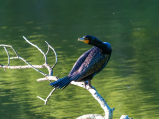 A large black cormorant with a yellow beak patch perches on a sunlit branch over a green, reflective body of water. A large black cormorant with a yellow beak patch perches on a sunlit branch over a green, reflective body of water.