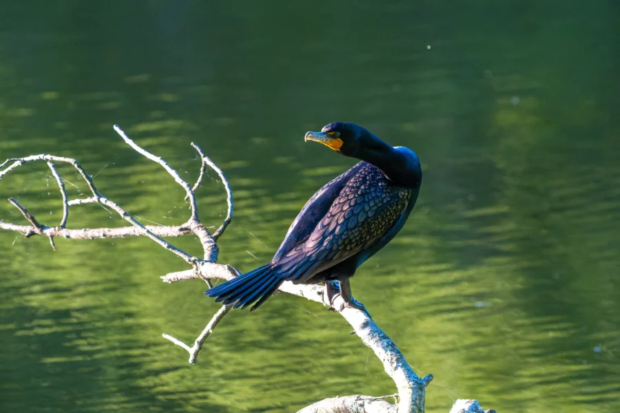 A large black cormorant with a yellow beak patch perches on a sunlit branch over a green, reflective body of water.