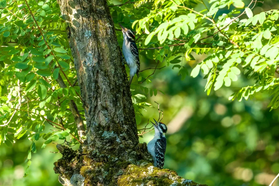 Two woodpeckers are perched on the trunk of a tree surrounded by green foliage, with sunlight filtering through the leaves.