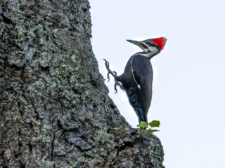 A woodpecker with a red crest clings to the trunk of a tree, using its claws and tail for support against the bark. A woodpecker with a red crest clings to the trunk of a tree, using its claws and tail for support against the bark.