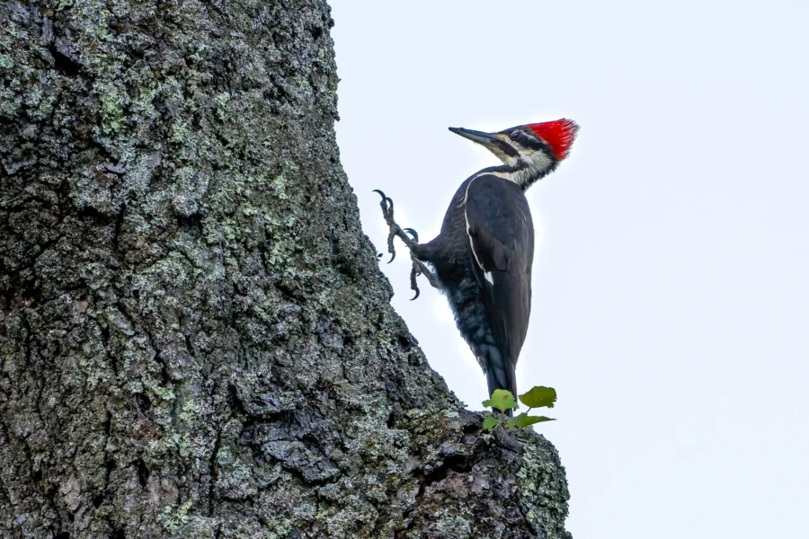 A woodpecker with a red crest clings to the trunk of a tree, using its claws and tail for support against the bark.