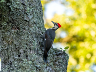 A pileated woodpecker with a red crest clings to the side of a tree trunk, surrounded by green foliage and sunlight in the background. A pileated woodpecker with a red crest clings to the side of a tree trunk, surrounded by green foliage and sunlight in the background.