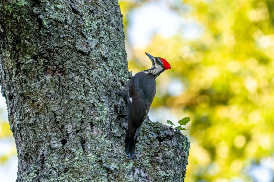 A pileated woodpecker with a red crest clings to the side of a tree trunk, surrounded by green foliage and sunlight in the background.