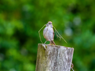 Small bird standing on a weathered wooden post, holding long twigs in its beak, with a blurred green background. Small bird standing on a weathered wooden post, holding long twigs in its beak, with a blurred green background.