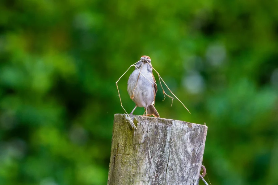 Small bird standing on a weathered wooden post, holding long twigs in its beak, with a blurred green background.