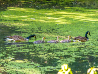 Two adult Canada geese and four goslings swim in a row on a pond covered with green duckweed, under dappled sunlight. Two adult Canada geese and four goslings swim in a row on a pond covered with green duckweed, under dappled sunlight.