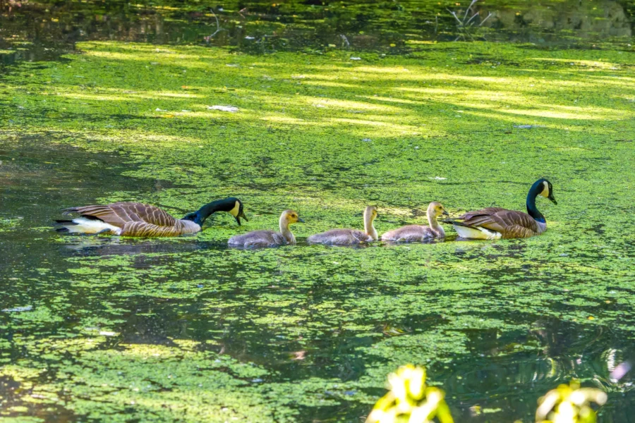 Two adult Canada geese and four goslings swim in a row on a pond covered with green duckweed, under dappled sunlight.