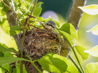 A small bird chick sits in a nest made of twigs and grass, surrounded by green leaves on a tree branch in sunlight. A small bird chick sits in a nest made of twigs and grass, surrounded by green leaves on a tree branch in sunlight.