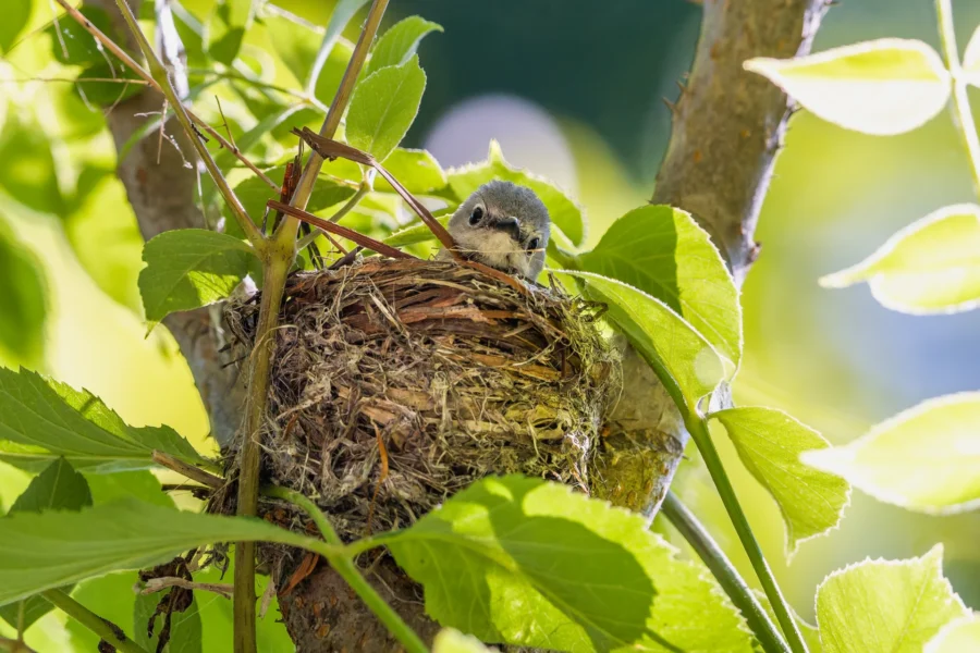 A small bird chick sits in a nest made of twigs and grass, surrounded by green leaves on a tree branch in sunlight. A small bird chick sits in a nest made of twigs and grass, surrounded by green leaves on a tree branch in sunlight.
