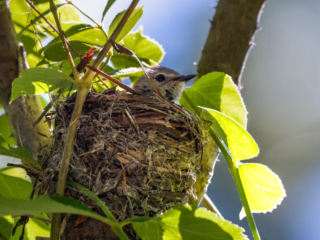 A small bird sits in a well-constructed nest on a tree branch, surrounded by green leaves and lit by sunlight. A small bird sits in a well-constructed nest on a tree branch, surrounded by green leaves and lit by sunlight.