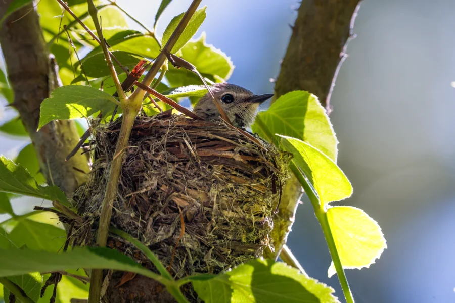 A small bird sits in a well-constructed nest on a tree branch, surrounded by green leaves and lit by sunlight. A small bird sits in a well-constructed nest on a tree branch, surrounded by green leaves and lit by sunlight.
