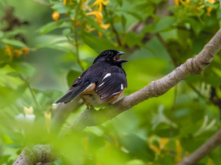 A black and orange bird with white markings is perched on a tree branch amid green foliage, with its beak open as if calling or singing. A black and orange bird with white markings is perched on a tree branch amid green foliage, with its beak open as if calling or singing.