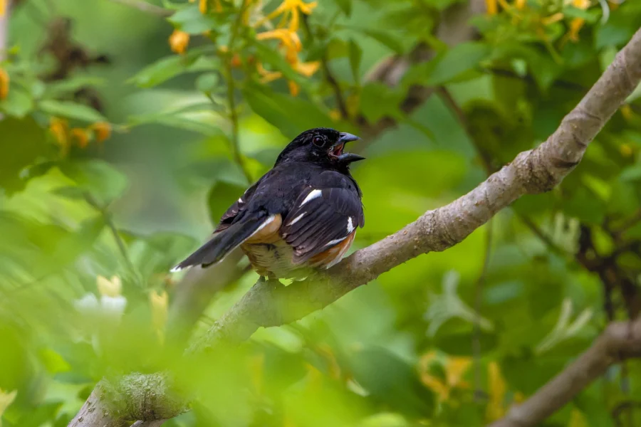 A black and orange bird with white markings is perched on a tree branch amid green foliage, with its beak open as if calling or singing.