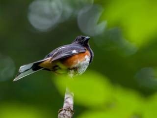 A bird with a black head, white belly, and reddish sides perched on a branch, surrounded by green leaves and a blurred green background. A bird with a black head, white belly, and reddish sides perched on a branch, surrounded by green leaves and a blurred green background.