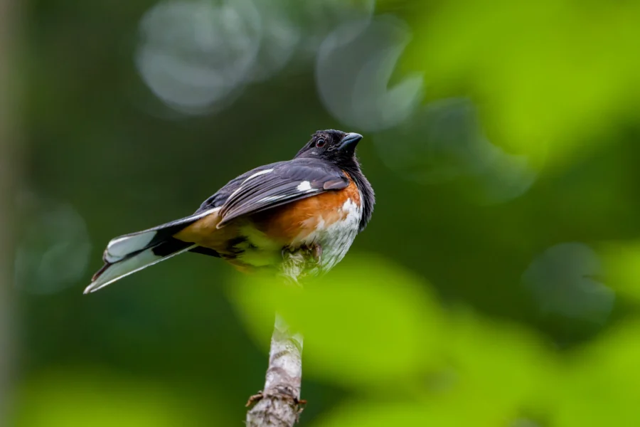 A bird with a black head, white belly, and reddish sides perched on a branch, surrounded by green leaves and a blurred green background.