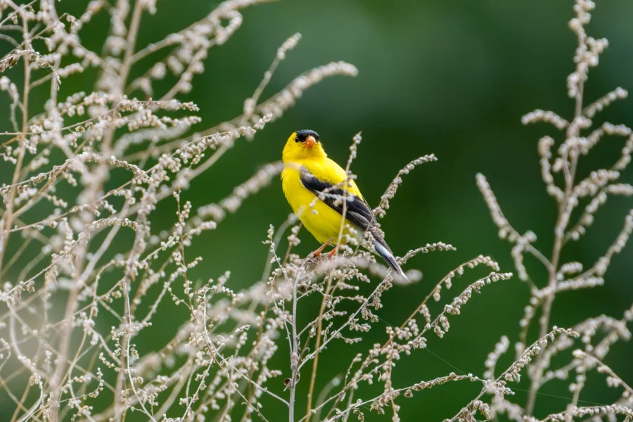 A bright yellow bird with black wings and a black cap is perched on delicate, thin branches against a blurred green background. A bright yellow bird with black wings and a black cap is perched on delicate, thin branches against a blurred green background.