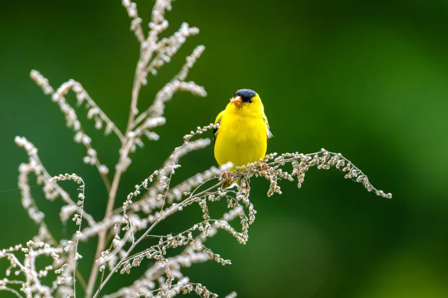 A small yellow bird with a black cap is perched on a thin, delicate branch against a blurred green background. A small yellow bird with a black cap is perched on a thin, delicate branch against a blurred green background.