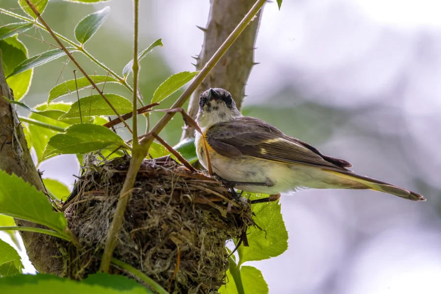 A small bird perches on the edge of its nest in a tree, surrounded by green leaves and branches.