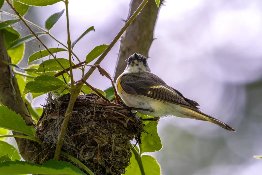 A small bird perched on the edge of its nest in a tree, surrounded by green leaves and branches.