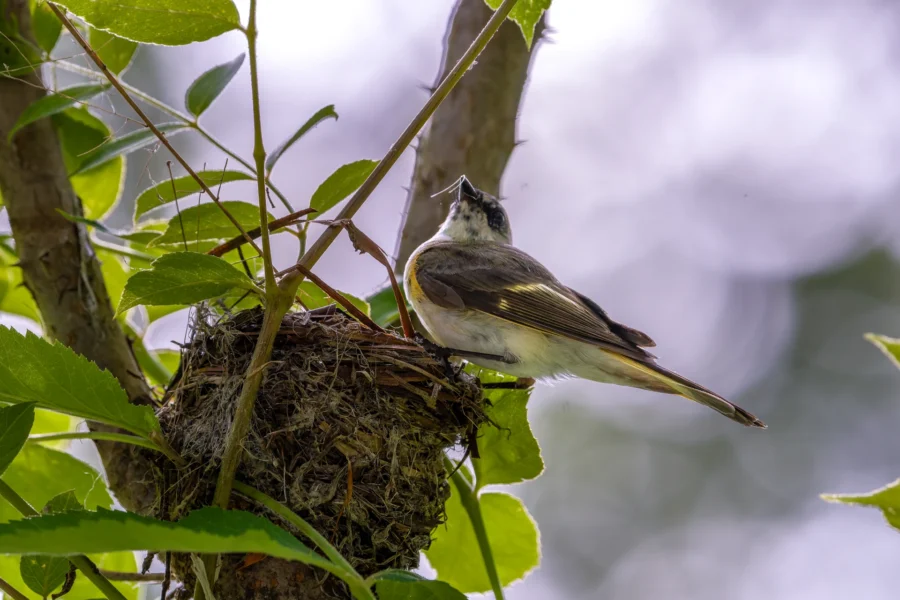 A small bird perched on the edge of its nest in a tree, surrounded by green leaves and illuminated by natural light.