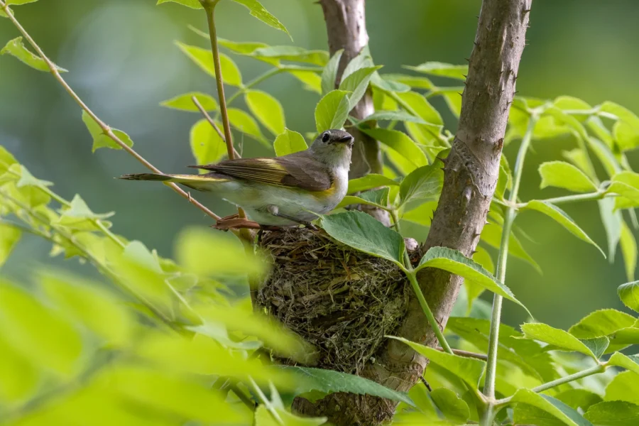 A small bird stands on the edge of its nest built among green leaves and branches in a tree.