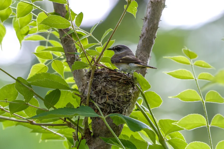 A small bird is perched on the edge of its nest built in a tree among green leaves.