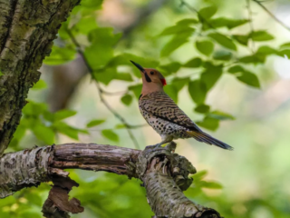 A Northern Flicker woodpecker with spotted plumage perches on a tree branch, surrounded by green leaves and natural light. A Northern Flicker woodpecker with spotted plumage perches on a tree branch, surrounded by green leaves and natural light.