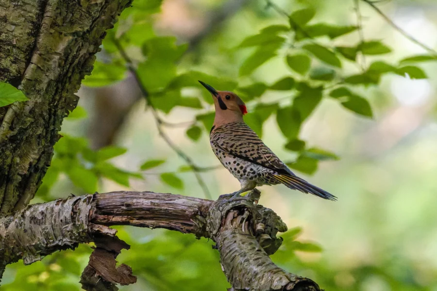 A Northern Flicker woodpecker with spotted plumage perches on a tree branch, surrounded by green leaves and natural light.
