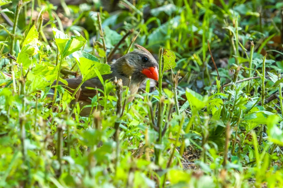 A female cardinal with a red-orange beak sits on the ground among green grass and plants.