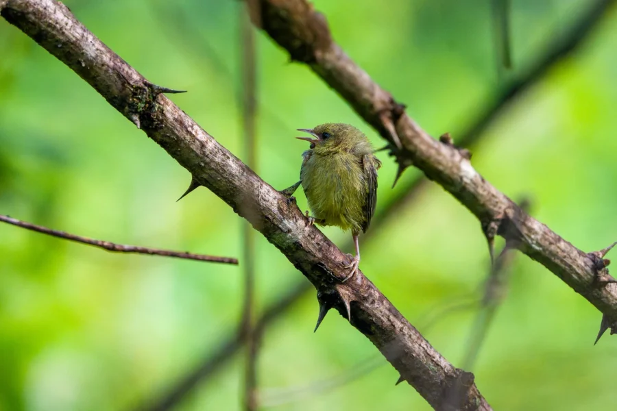 A small greenish bird perches on a branch with its beak open, surrounded by green foliage and blurred background.