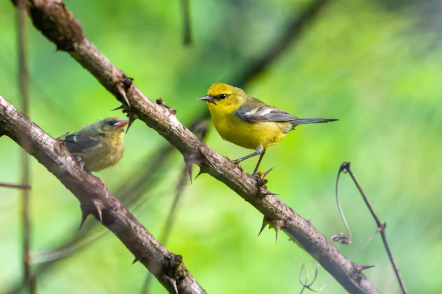 Two small yellow birds perch on crossed thorny branches, one with its beak open facing the other, against a green blurred background.