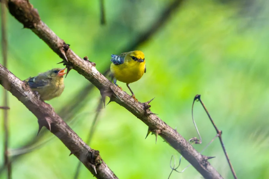 Two small yellow birds perch on thorny branches against a blurred green background; one bird has its beak open, while the other looks forward.