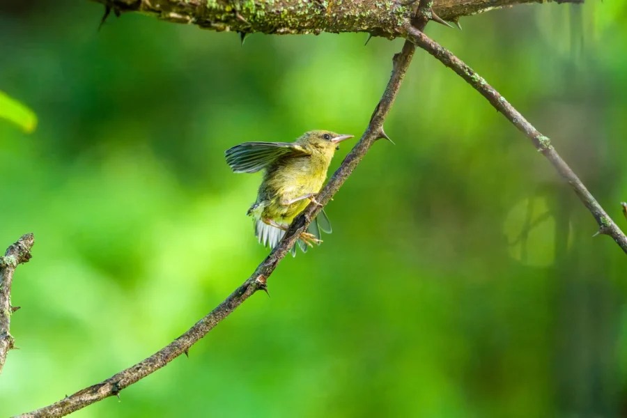 A small yellow-green bird perches on a thin branch with one wing extended, set against a blurred green background.