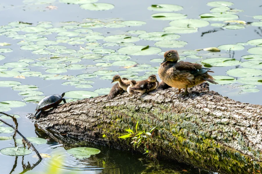 A turtle climbs onto a log in a pond beside a duck and three ducklings, surrounded by lily pads.