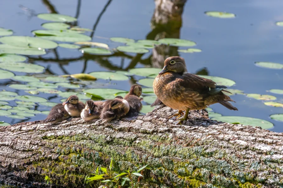 A duck and several ducklings rest on a mossy log beside a pond with lily pads and water reflections in the background.