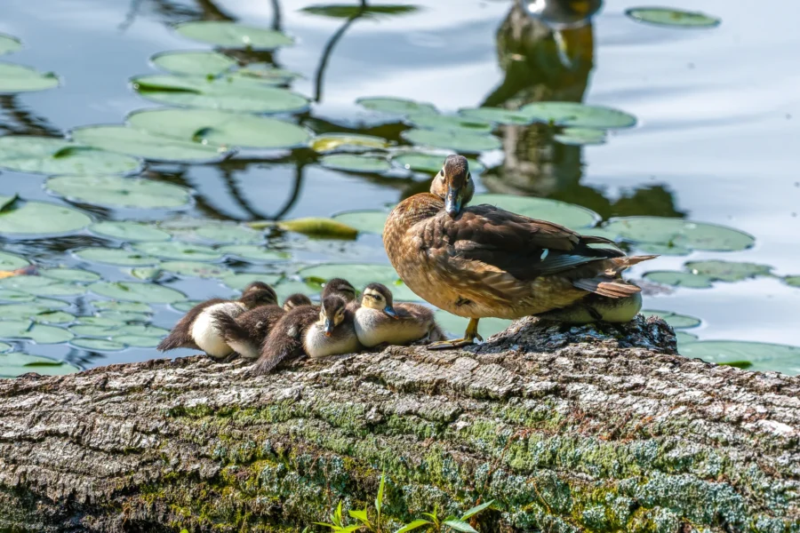 A duck and ducklings rest on a log in front of lily pads.