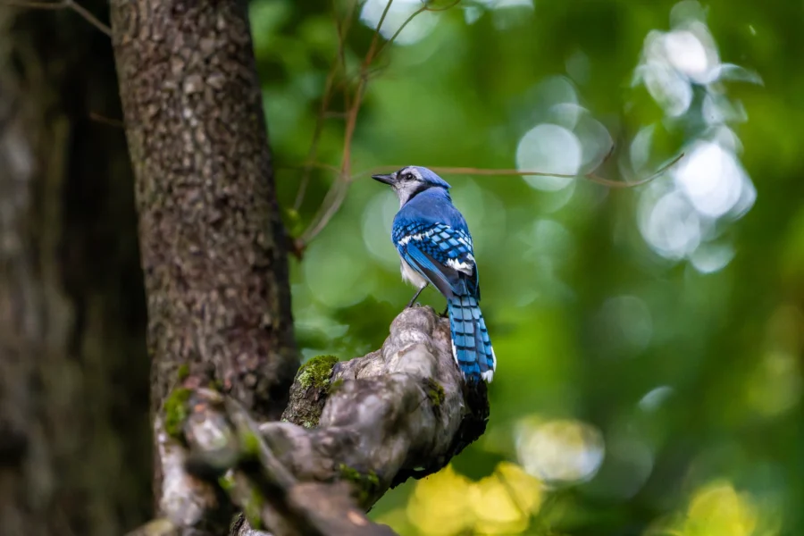 A blue jay with vibrant blue and white feathers is perched on a twisted tree branch in a forested area with green foliage.