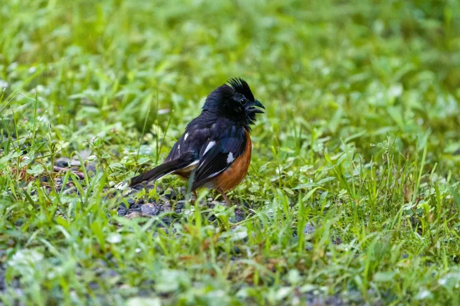 A black, white, and orange bird stands on the ground amid green grass and foliage, facing left with its beak open.