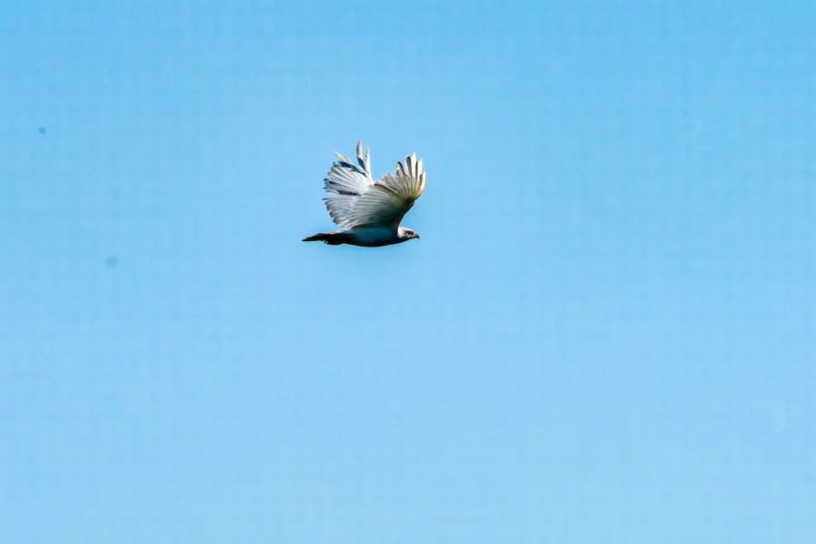 A bird with outstretched wings flies against a clear blue sky. A bird with outstretched wings flies against a clear blue sky.