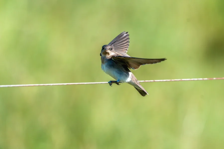 A small bird perches on a thin wire with one wing raised, set against a blurred green background. A small bird perches on a thin wire with one wing raised, set against a blurred green background.