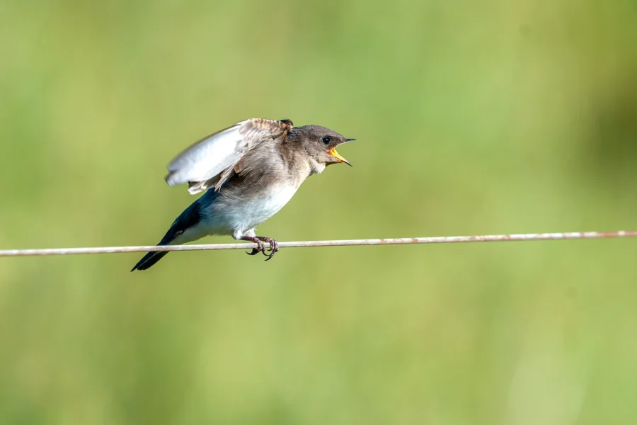 A small bird with open beak and raised wing perches on a thin wire against a blurred green background. A small bird with open beak and raised wing perches on a thin wire against a blurred green background.