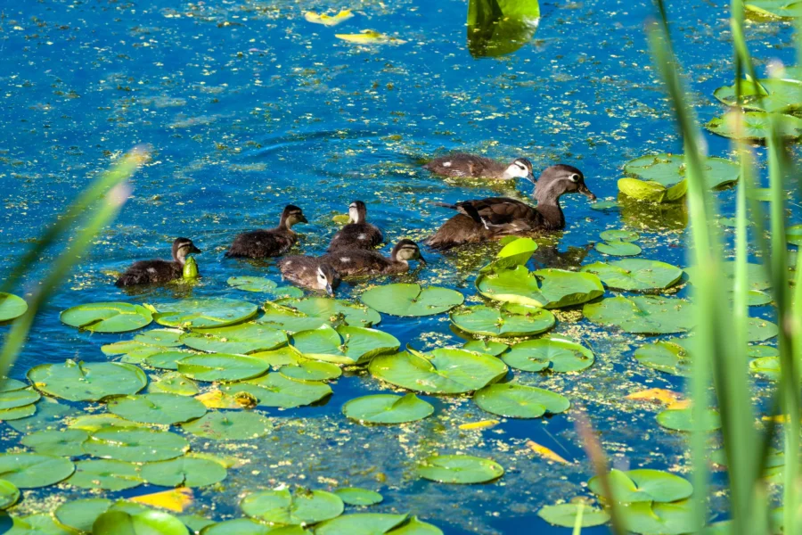 A duck and six ducklings swim among green lily pads on a blue pond, with some reeds visible in the foreground.