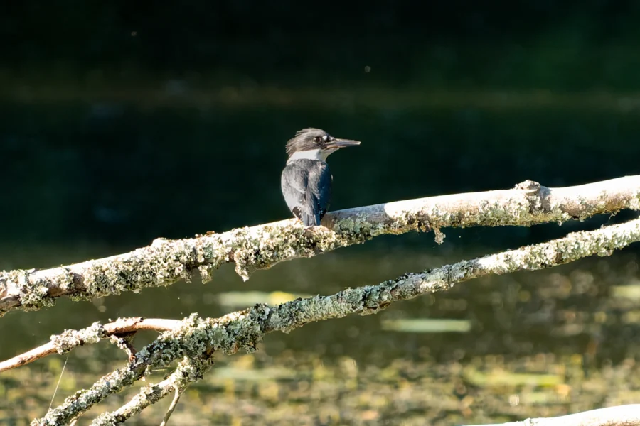 A black and white bird with a crest sits on a lichen-covered tree branch over water, facing to the left.