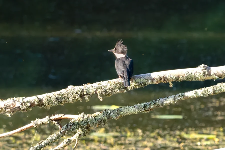A black and white bird with a spiky crest perches on a mossy branch above water.
