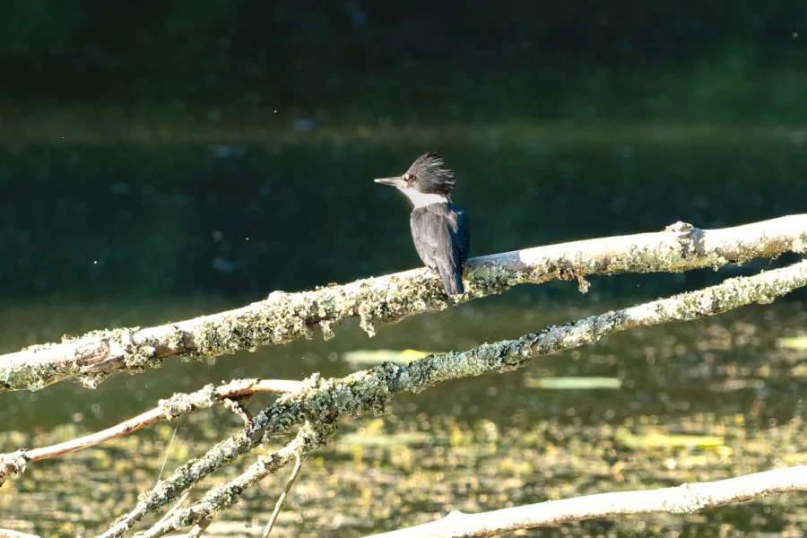 A black and white bird with a spiky crest perches on a mossy branch above a body of water. A black and white bird with a spiky crest perches on a mossy branch above a body of water.