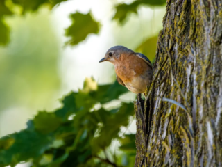 A small bird with brown and blue feathers perches on the side of a tree trunk, surrounded by green leaves in soft sunlight. A small bird with brown and blue feathers perches on the side of a tree trunk, surrounded by green leaves in soft sunlight.