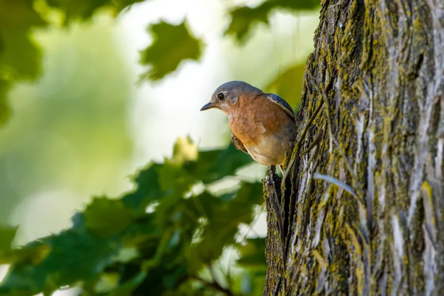 A small bird with brown and blue feathers perches on the side of a tree trunk, surrounded by green leaves in soft sunlight.