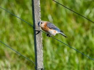 A small brown and blue bird perches on a wire fence attached to a wooden post, with green grass blurred in the background. A small brown and blue bird perches on a wire fence attached to a wooden post, with green grass blurred in the background.
