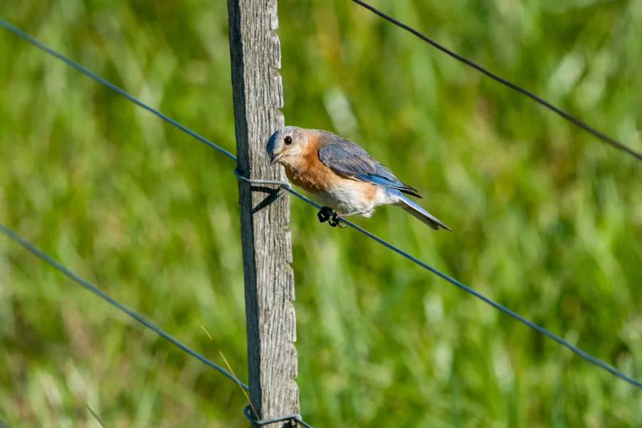 A small brown and blue bird perches on a wire fence attached to a wooden post, with green grass blurred in the background.