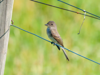 A small brown and gray bird is perched on a wire fence with a wooden post, set against a blurred green background. A small brown and gray bird is perched on a wire fence with a wooden post, set against a blurred green background.